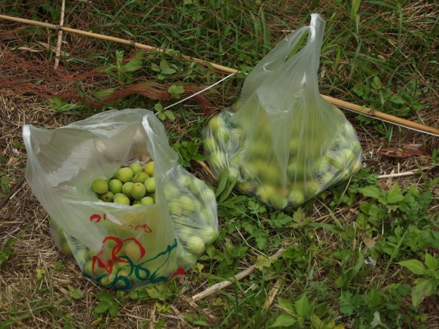 梅肉エキスづくりで大失敗の巻